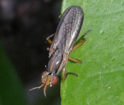 Sciomyzidae : Limnia unguicornis?  S...